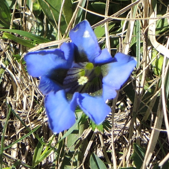 Gentian on Jakobiger