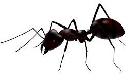 Ant