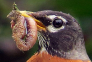 Bird with worm